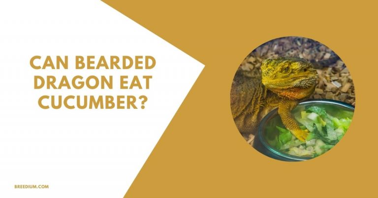 Can Bearded Dragons Eat Cucumber? | Breedium