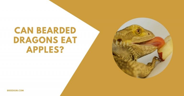 Can Bearded Dragons Eat Apples? | Breedium