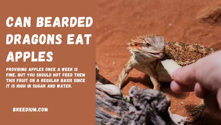 Can Bearded Dragons Eat Apples? | Health Benefits & Risks