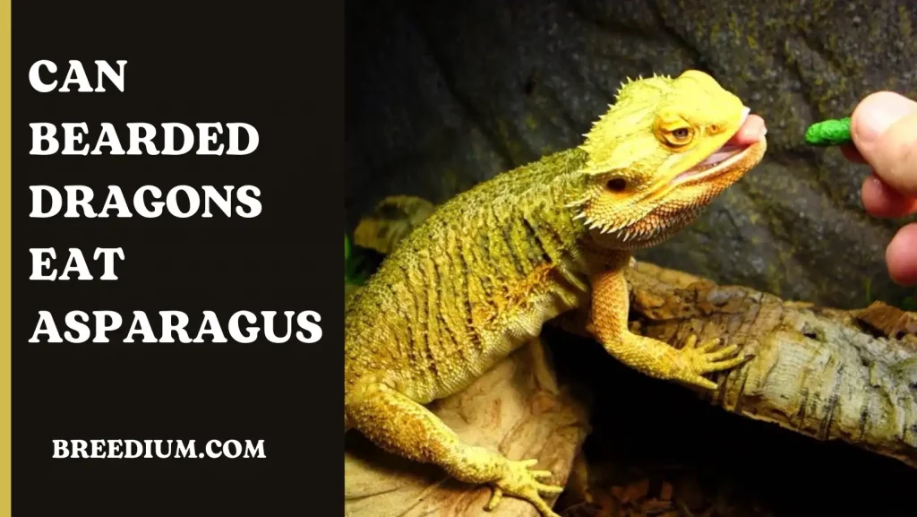 Can Bearded Dragons Eat Asparagus