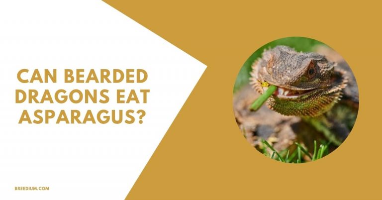 Can Bearded Dragons Eat Asparagus? | Breedium