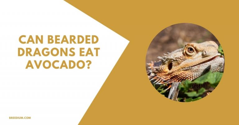 Can Bearded Dragons Eat Avocado? | Breedium