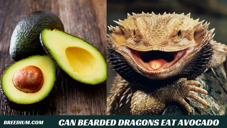 Can Bearded Dragons Eat Avocado? | Potential Dangers