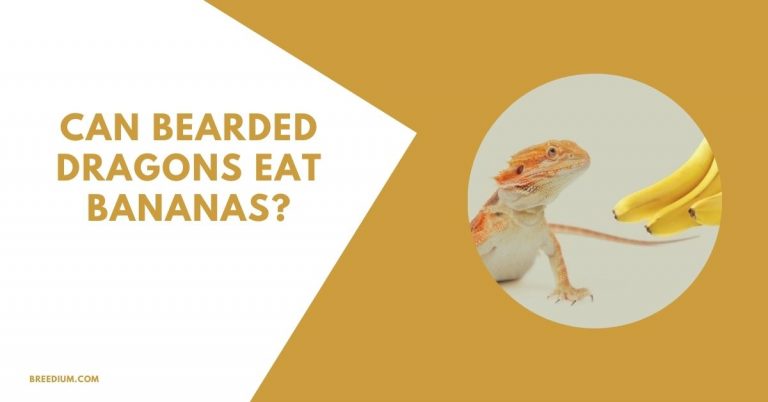 Can Bearded Dragons Eat Bananas? | Breedium