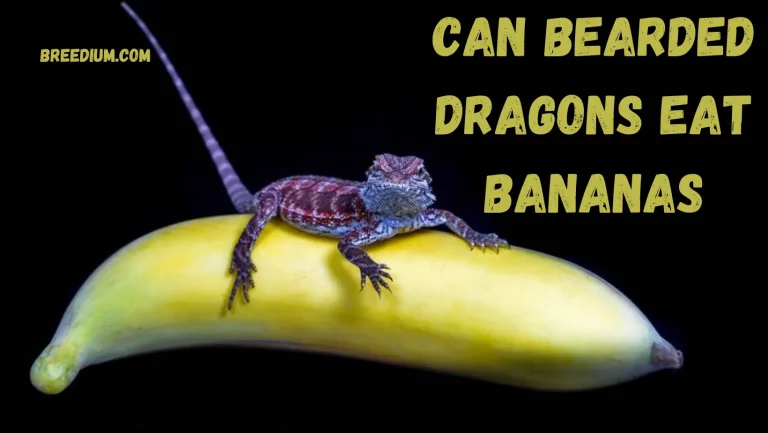 Can Bearded Dragons Eat Bananas? | Safe To Include In Diet?