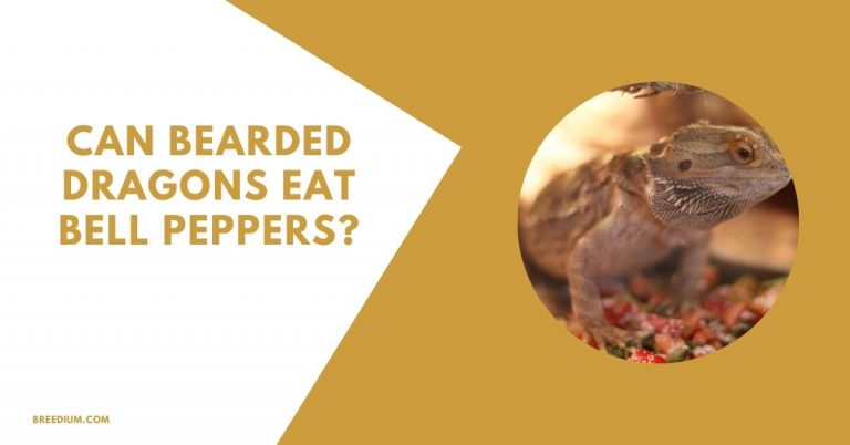 Can Bearded Dragons Eat Bell Peppers? | Breedium