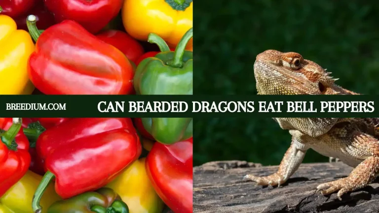 Can Bearded Dragons Eat Bell Peppers? | Nutritional Insights