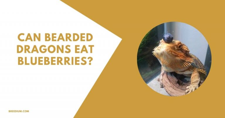 Can Bearded Dragons Eat Blueberries? | Breedium