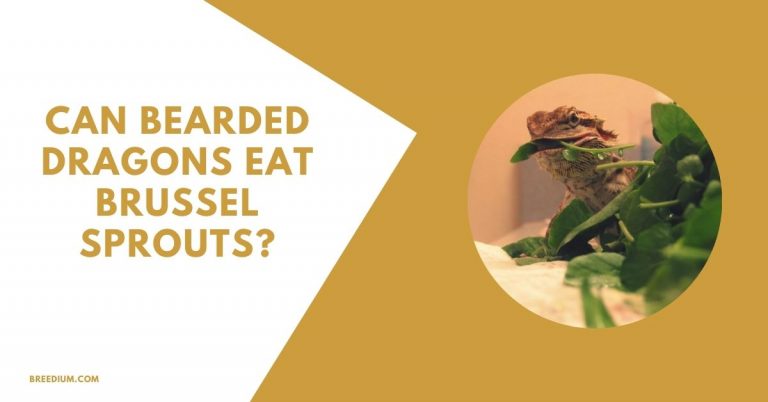 Can Bearded Dragons Eat Brussel Sprouts? | Breedium