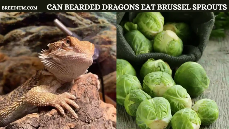 Can Bearded Dragons Eat Brussel Sprouts? | Nutritional Advice