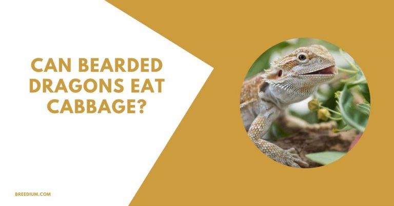 Can Bearded Dragons Eat Cabbage? | Breedium