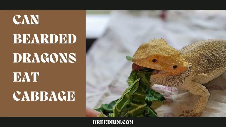 Can Bearded Dragons Eat Cabbage? | Nutritional Safety