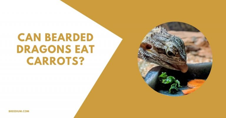 Can Bearded Dragons Eat Carrots? | Breedium