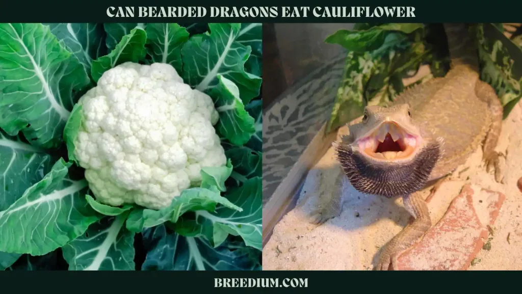 Can Bearded Dragons Eat Cauliflower
