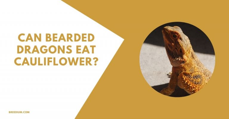 Can Bearded Dragons Eat Cauliflower? | Breedium