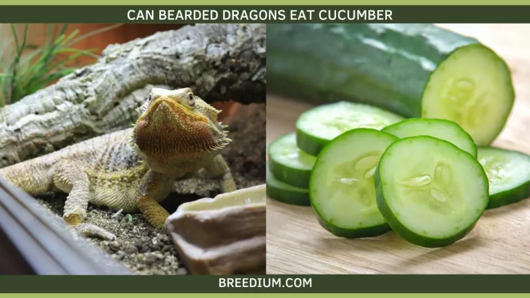Can Bearded Dragons Eat Cucumber? | All Benefits Explained