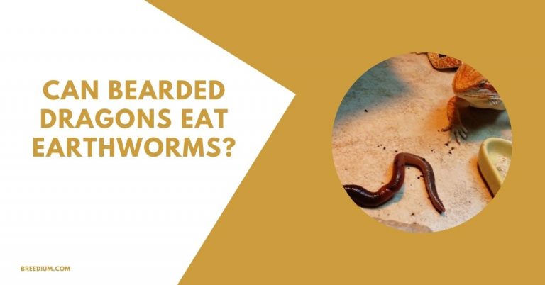 Can Bearded Dragons Eat Earthworms? | Breedium