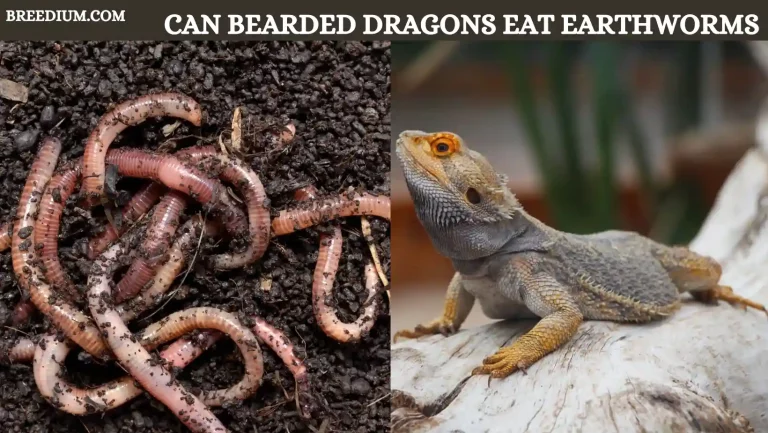 Can Bearded Dragons Eat Earthworms? | Feeding Insights