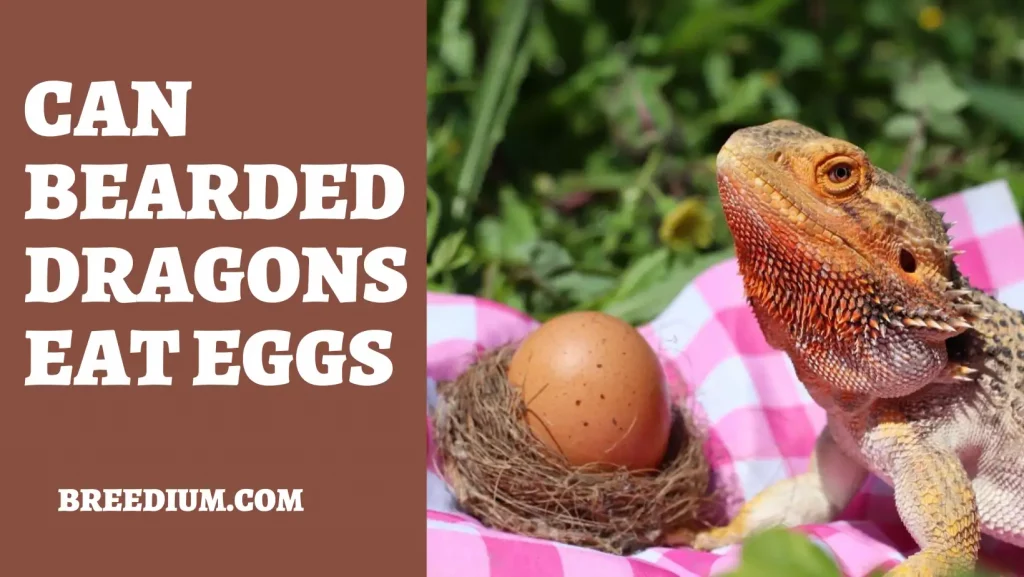 Can Bearded Dragons Eat Eggs