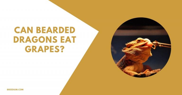 Can Bearded Dragons Eat Grapes? | Breedium