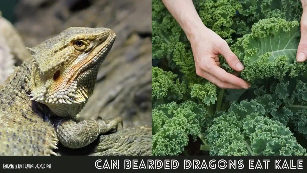Can Bearded Dragons Eat Kale