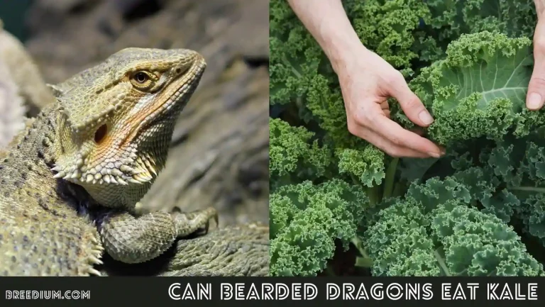 Can Bearded Dragons Eat Kale? | Nutritional Insights