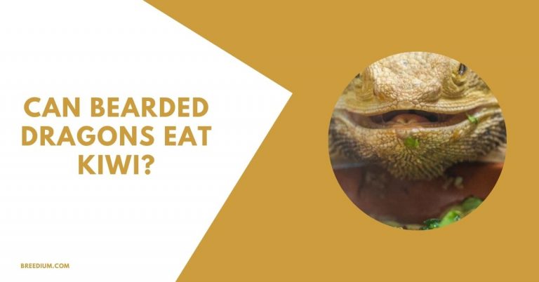 Can Bearded Dragons Eat Kiwi? | Breedium