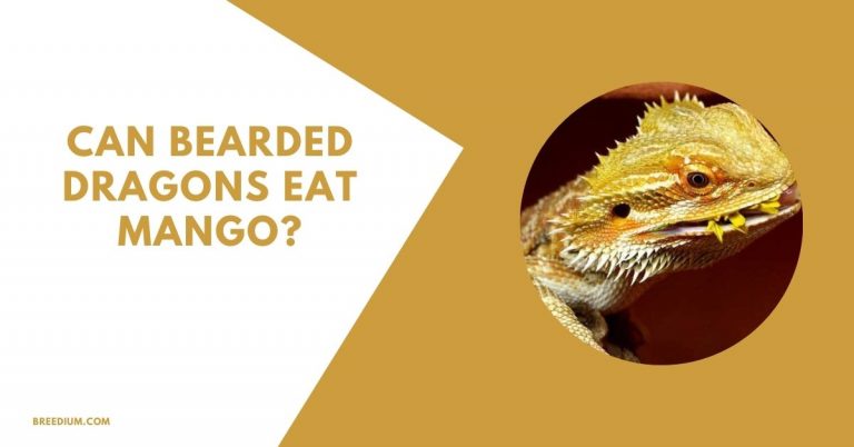 Can Bearded Dragons Eat Mango? | Breedium