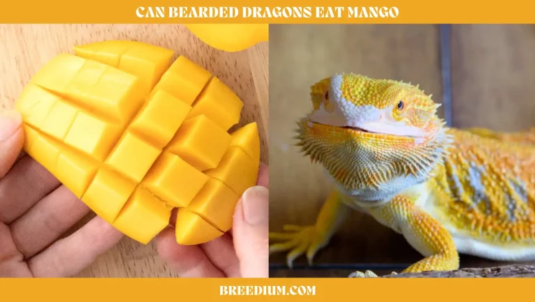 Can Bearded Dragons Eat Mango? | Dietary Considerations