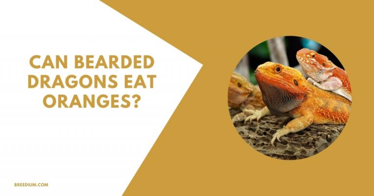 Can Bearded Dragons Eat Oranges? | Breedium