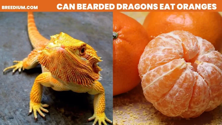 Can Bearded Dragons Eat Oranges? | Nutritional Advice
