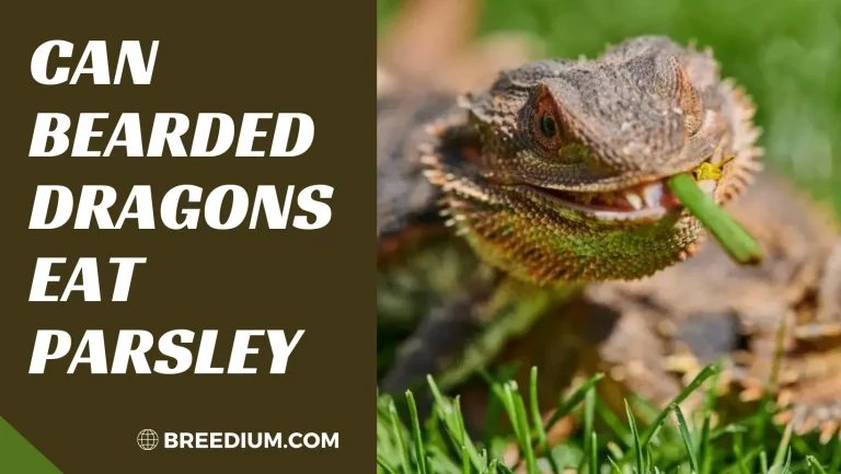 Can Bearded Dragons Eat Parsley
