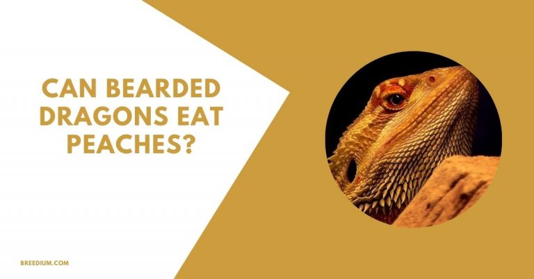 Can Bearded Dragons Eat Peaches? | Breedium