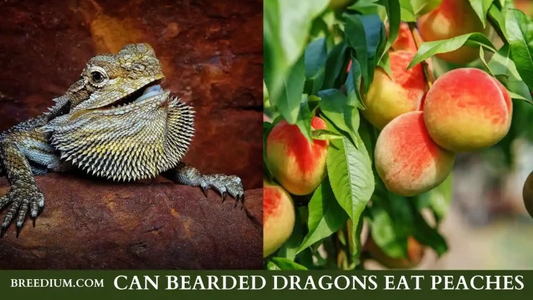 Can Bearded Dragons Eat Peaches? | Is It Good For Your Beloved Pet?