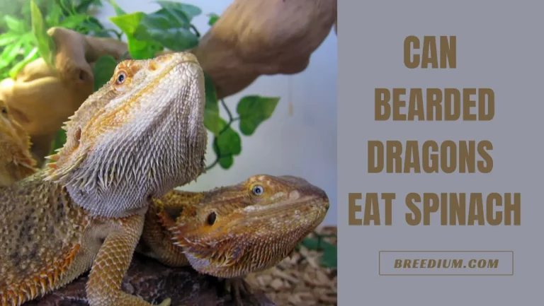 Can Bearded Dragons Eat Spinach? | Nutritional Advice