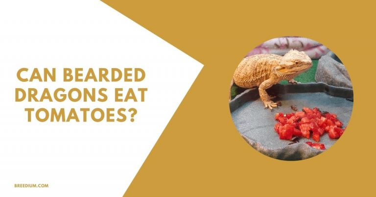 Can Bearded Dragons Eat Tomatoes? | Breedium