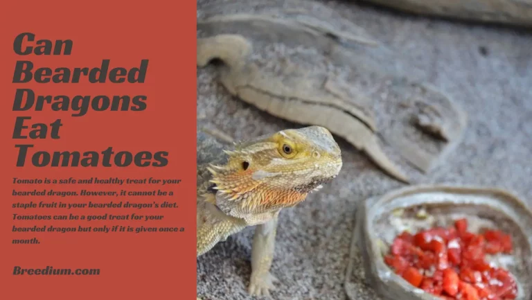 Can Bearded Dragons Eat Tomatoes? | Dietary Considerations