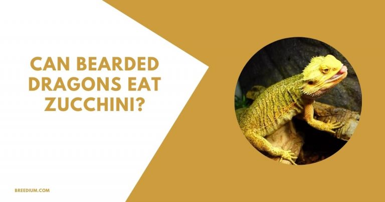 Can Bearded Dragons Eat Zucchini? | Breedium
