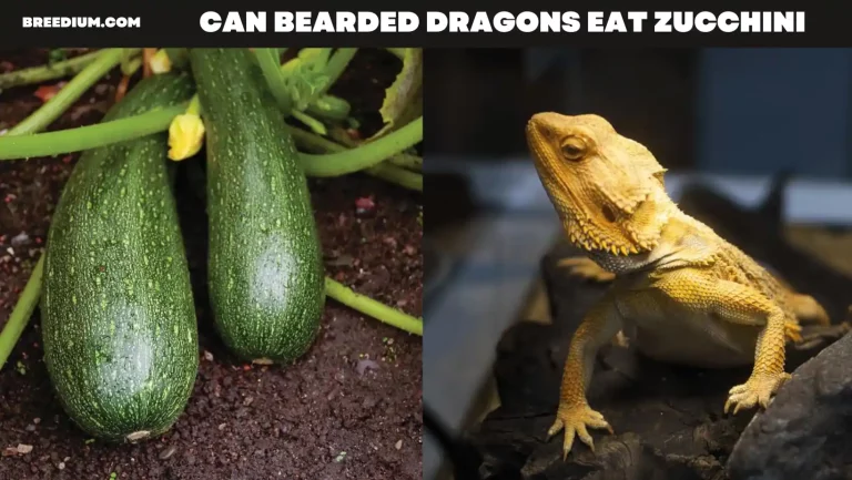 Can Bearded Dragons Eat Zucchini? | Dietary Considerations