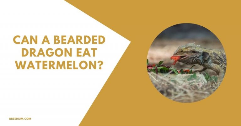 Can a Bearded Dragon Eat Watermelon? | Breedium