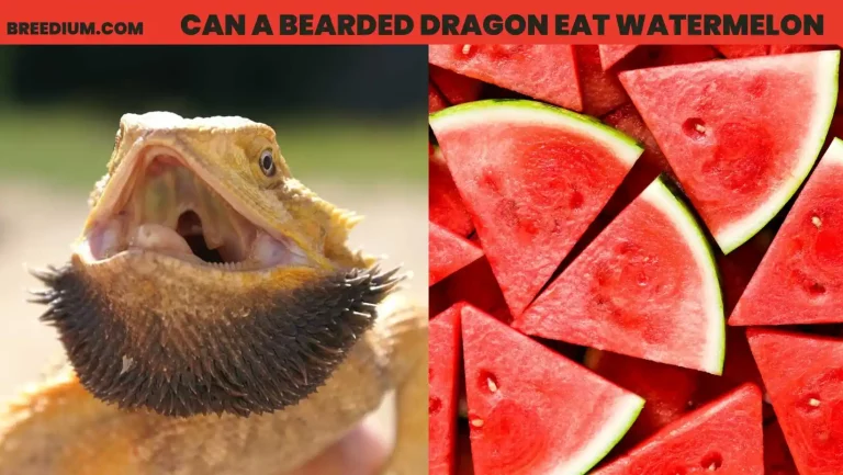 Can A Bearded Dragon Eat Watermelon? | Dietary Insights
