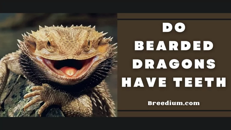 Do Bearded Dragons Have Teeth? | All You Should Know