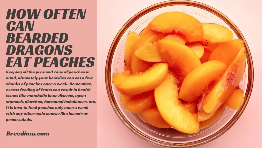 HOW OFTEN CAN BEARDED DRAGONS EAT PEACHES