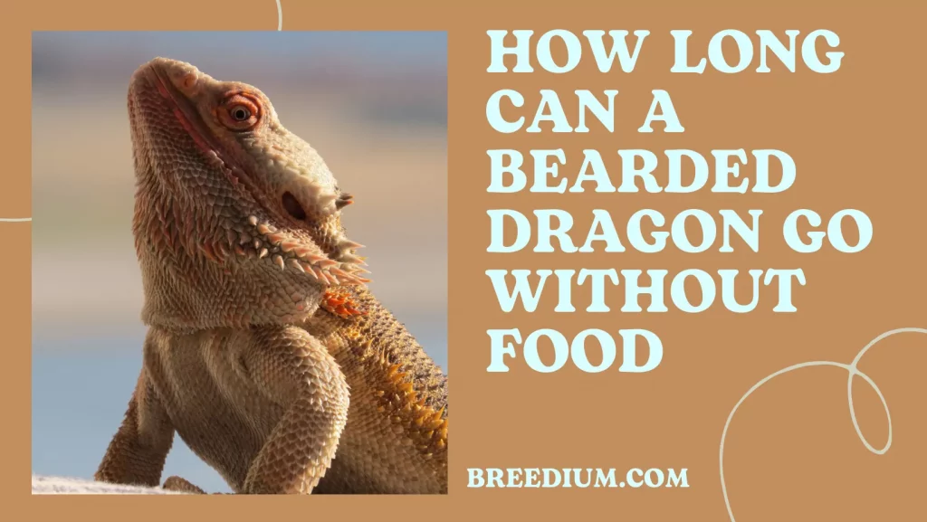 How Long Can A Bearded Dragon Go Without Food