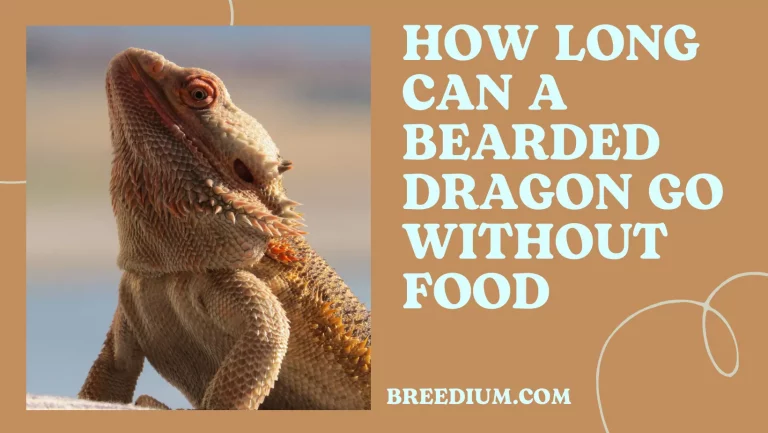 How Long Can A Bearded Dragon Go Without Food? | Survival Duration