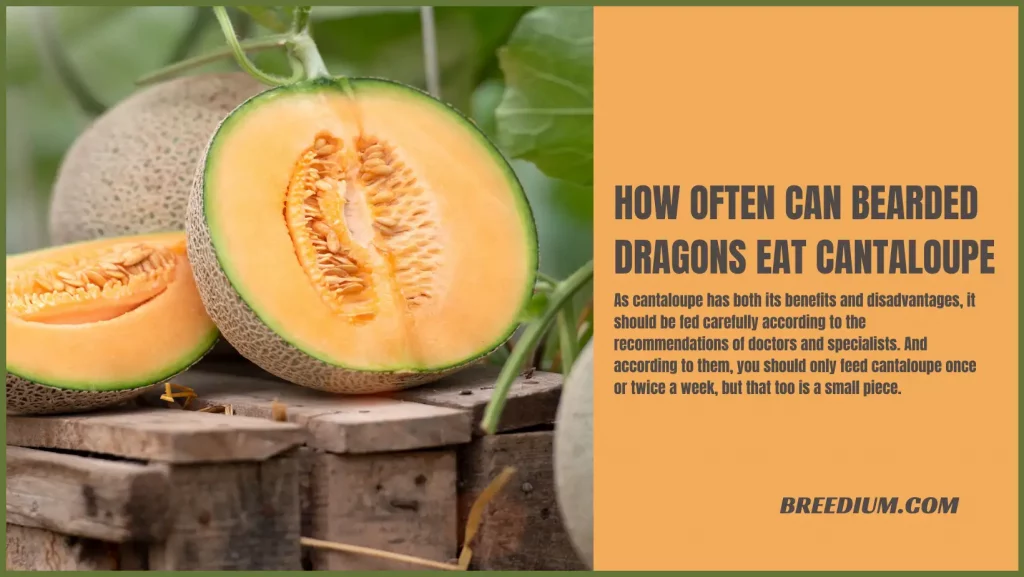 How Often Can Bearded Dragons Eat Cantaloupe