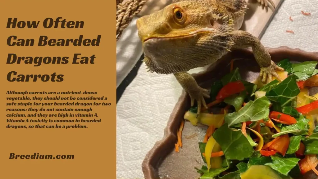 How Often Can Bearded Dragons Eat Carrots
