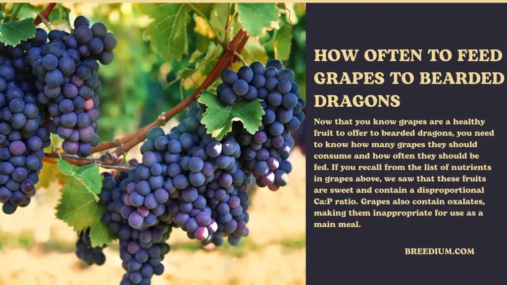 How Often To Feed Grapes To Bearded Dragons