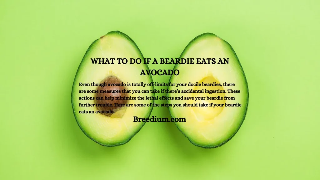 WHAT TO DO IF A BEARDIE EATS AN AVOCADO