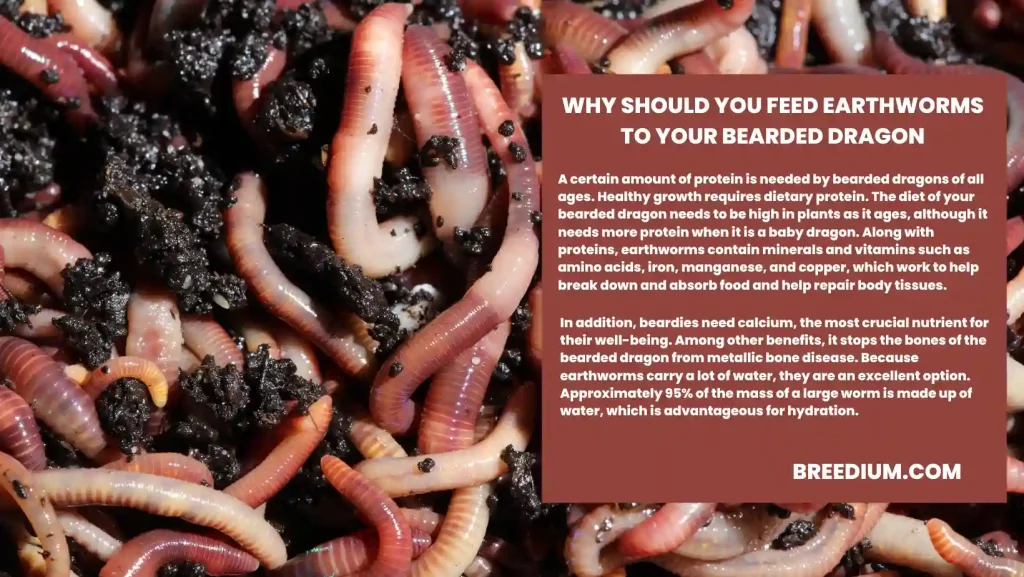WHY SHOULD YOU FEED EARTHWORMS